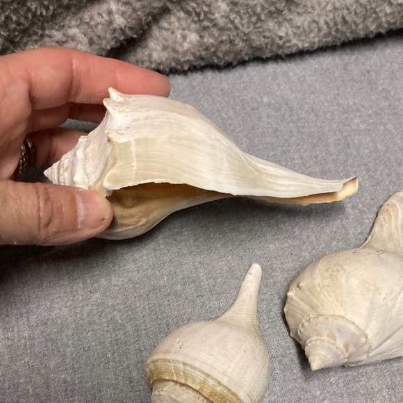 Seashells - Picture 2 of 7